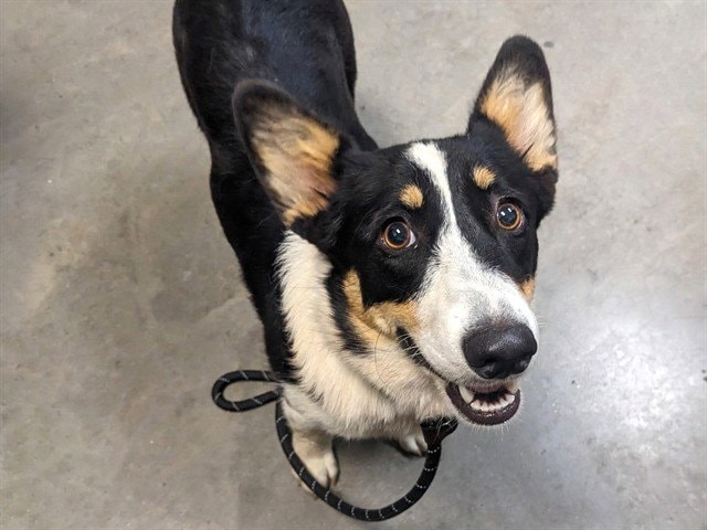 Annie