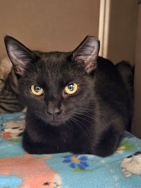Ebony