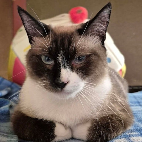 Catpuccino