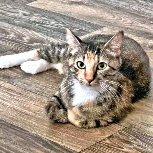 Cleo