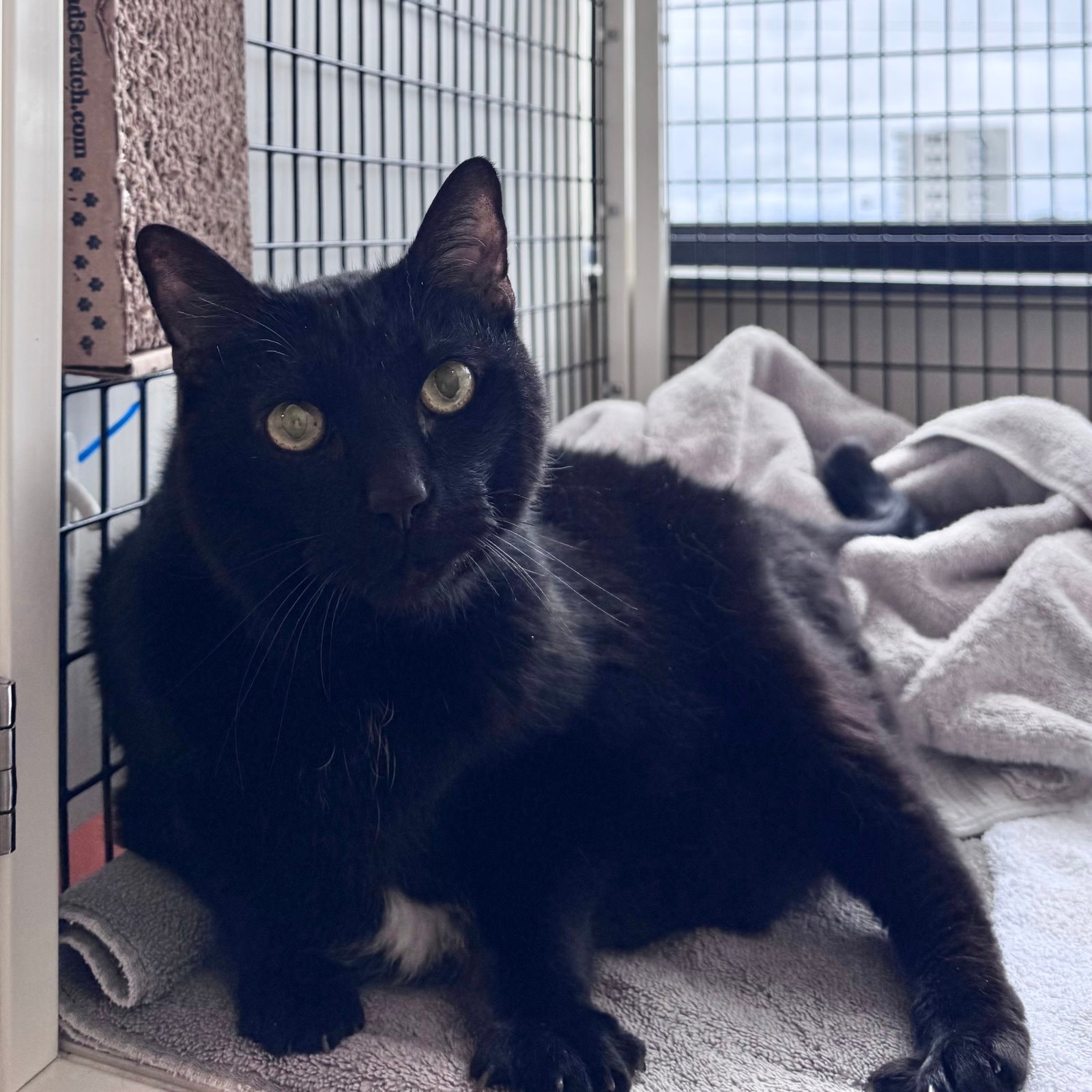 Peanut