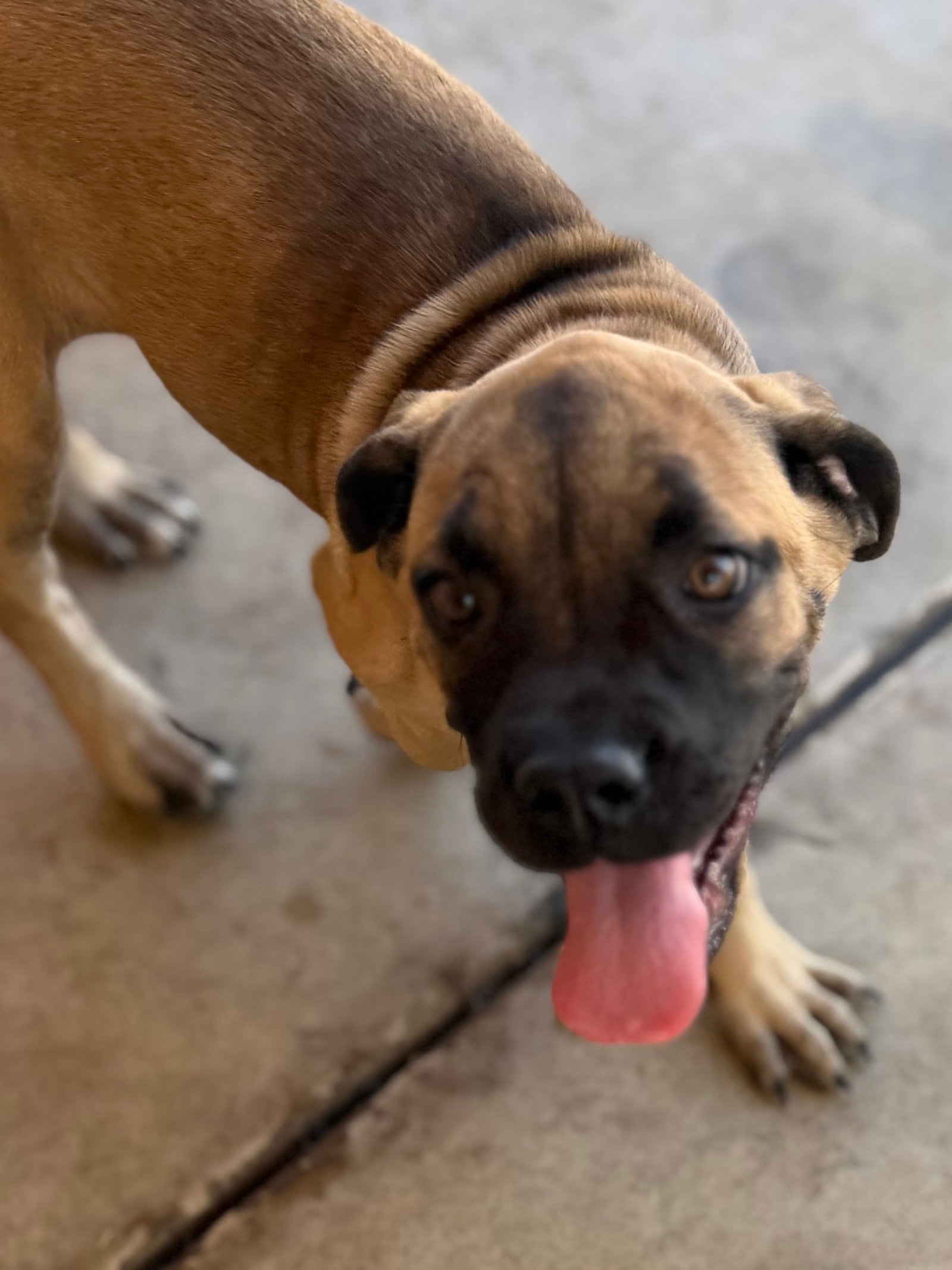 Stella