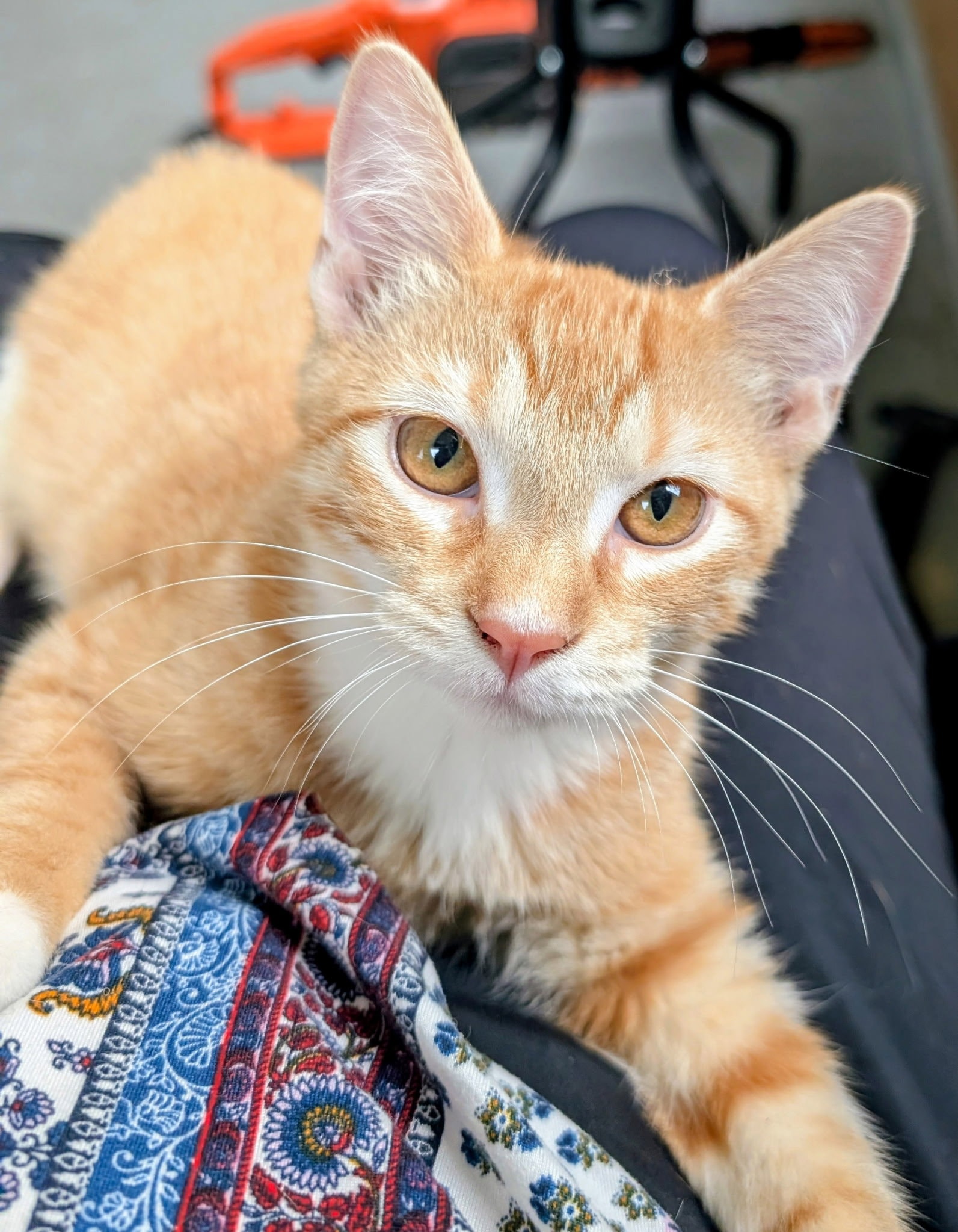 Garfield