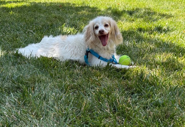 Spoodle
