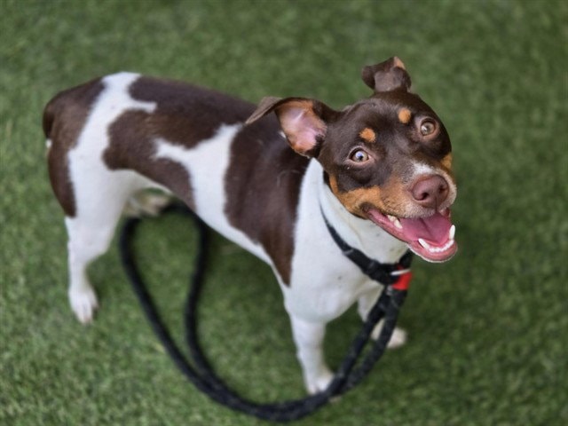 Ringo