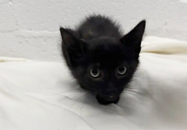 Tchalla
