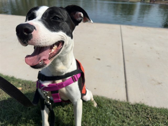 Roxy