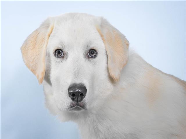 Fir