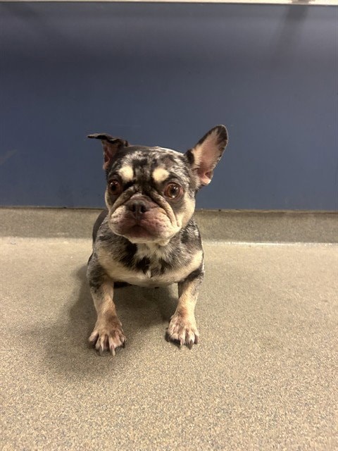 Coco