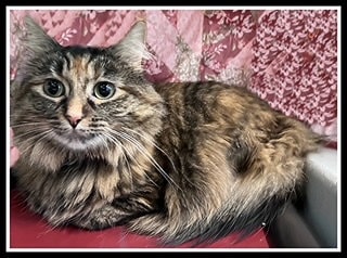 Seraphina