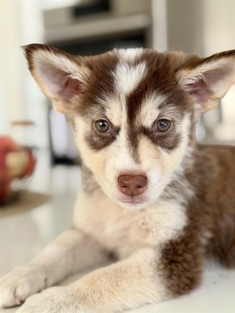 Biscuit