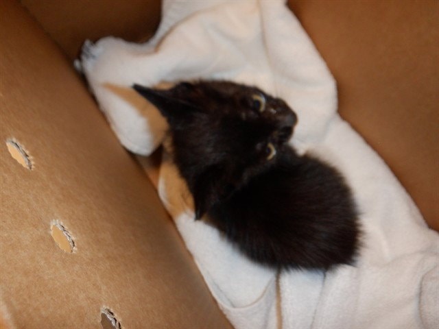 Jack