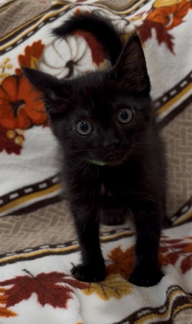 Chloe