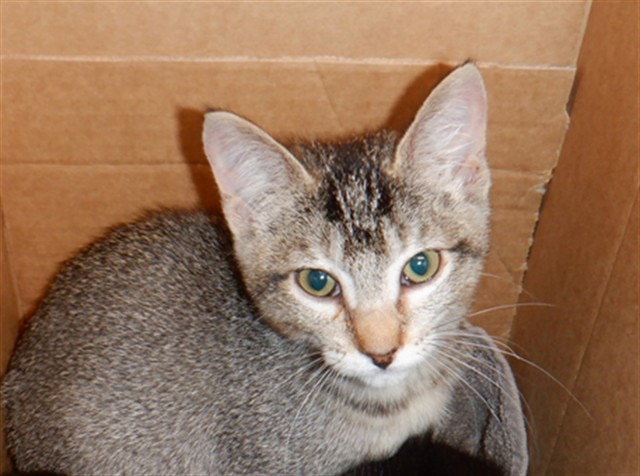 Pepper