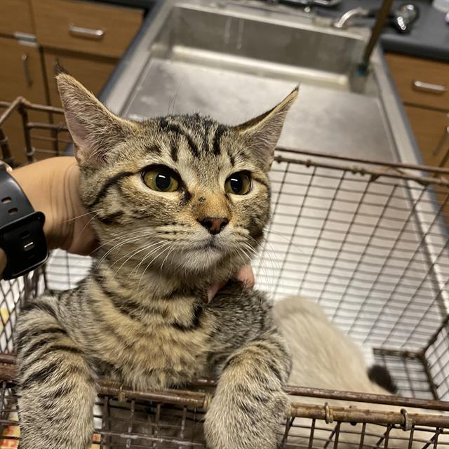 Mochi