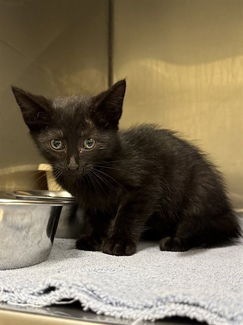 Elvira