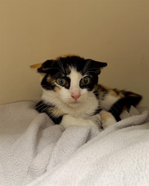 Cleopatra