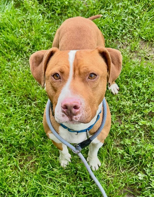 Amber
