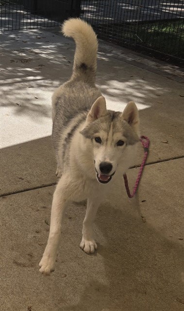 Disco