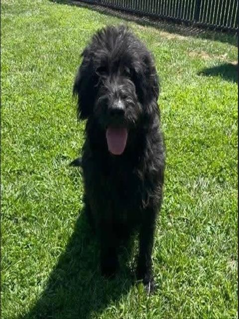 Rufus