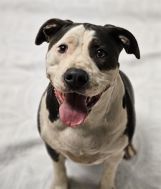 Baby