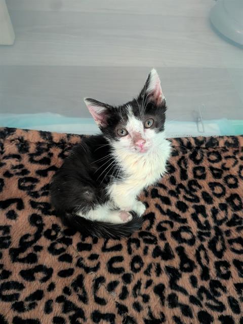 Monroe