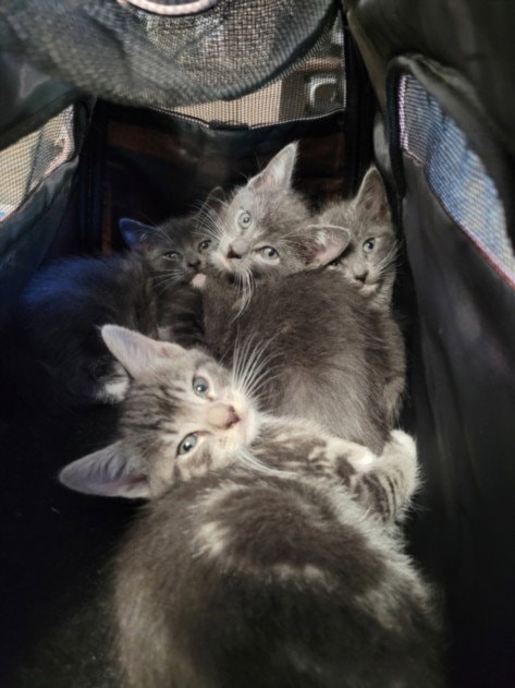 Kitten One
