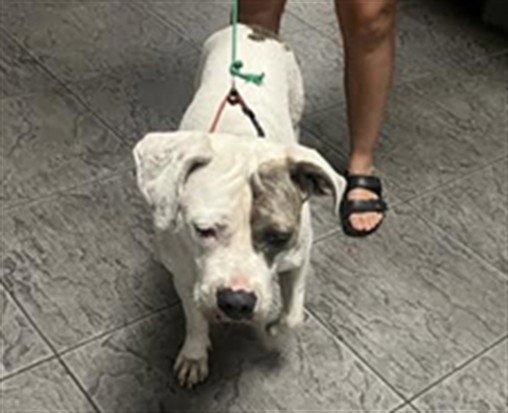 Lani