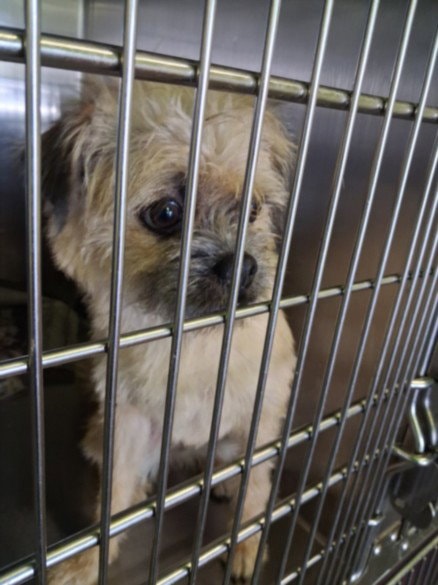 Lily