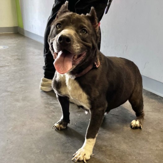 Annabelle