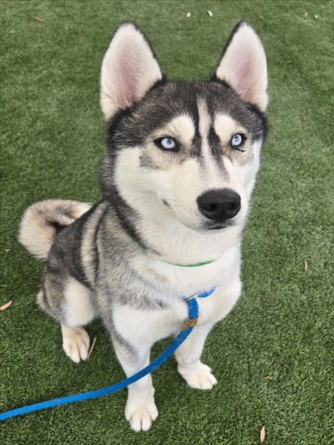 Milo