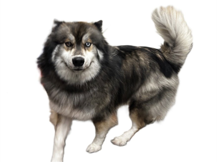 Nanook