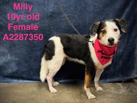 Milly