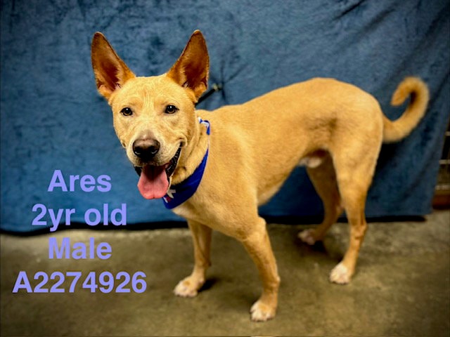 Ares