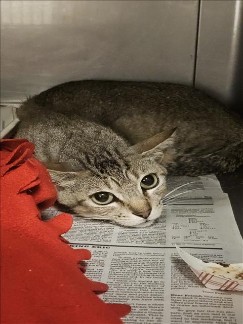 Chestnutt