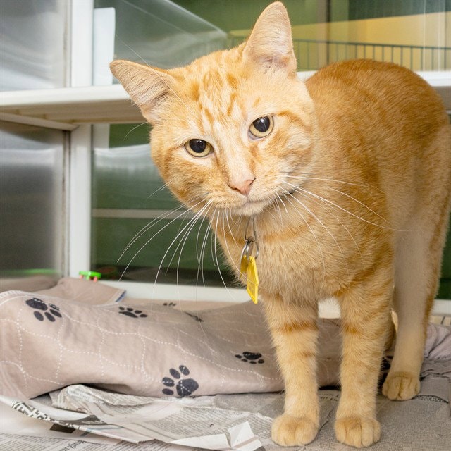 Scrappy