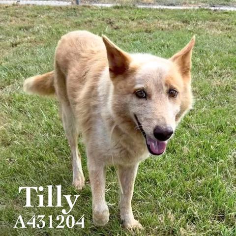 Tilly