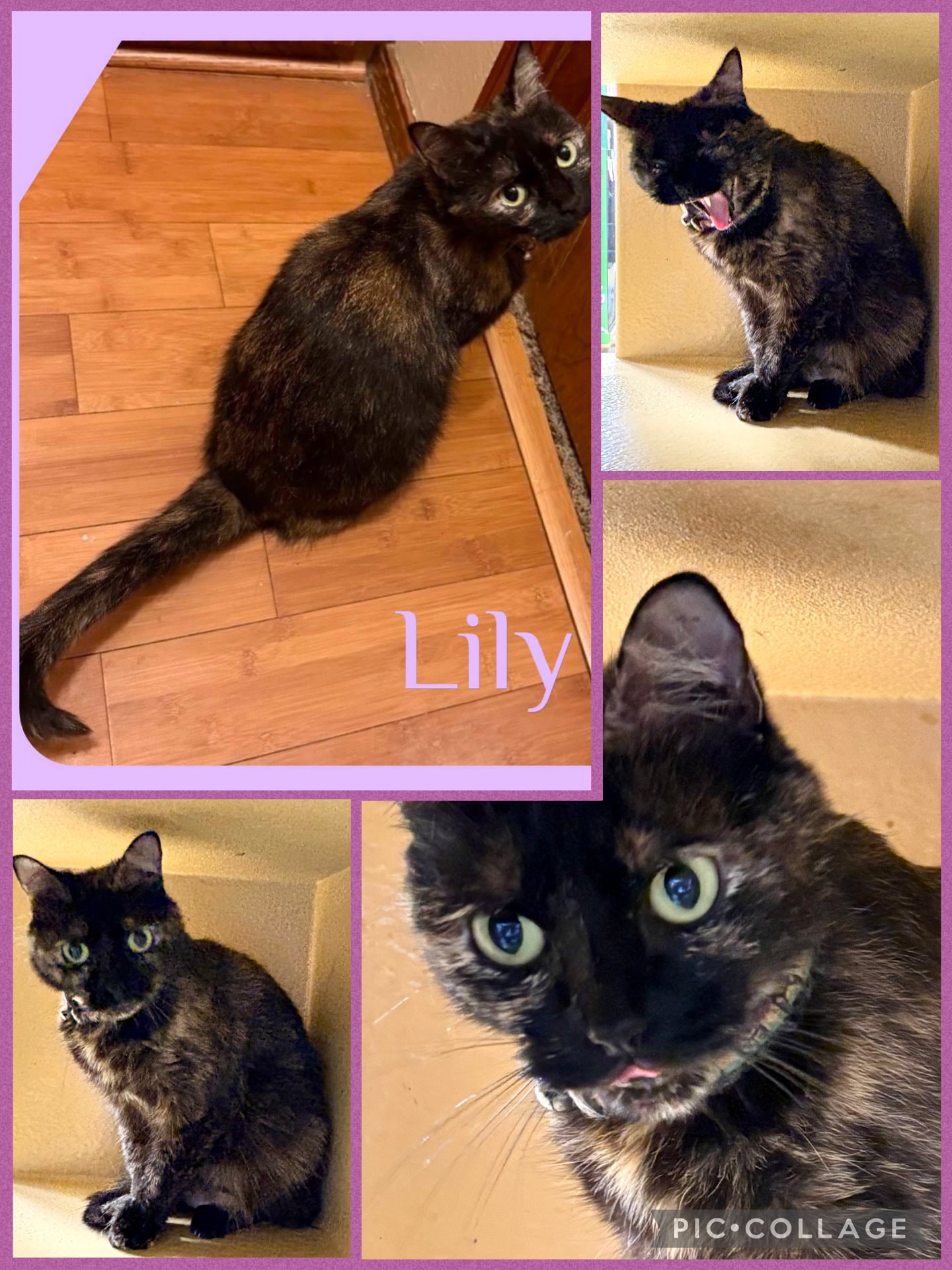 Lily
