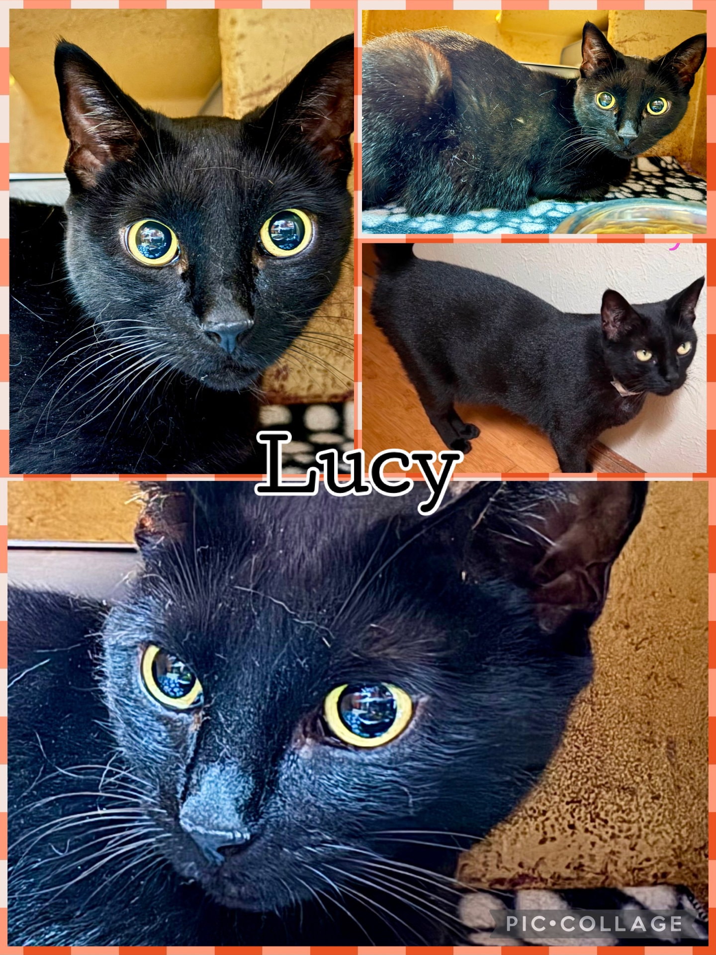 Lucy