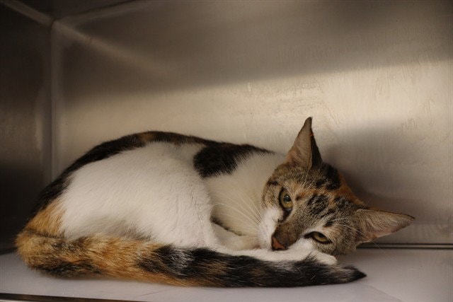 Jackie