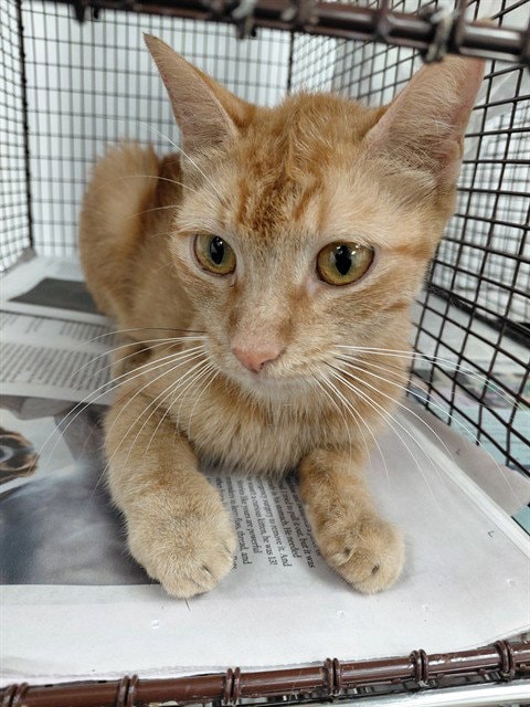 Nugget