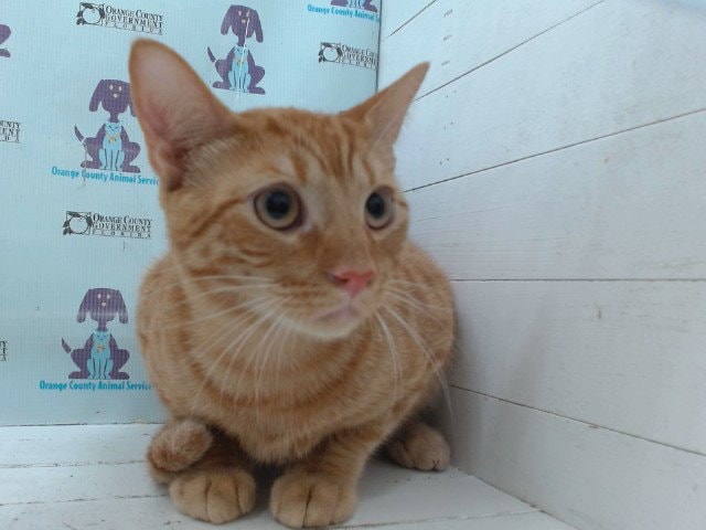Artie