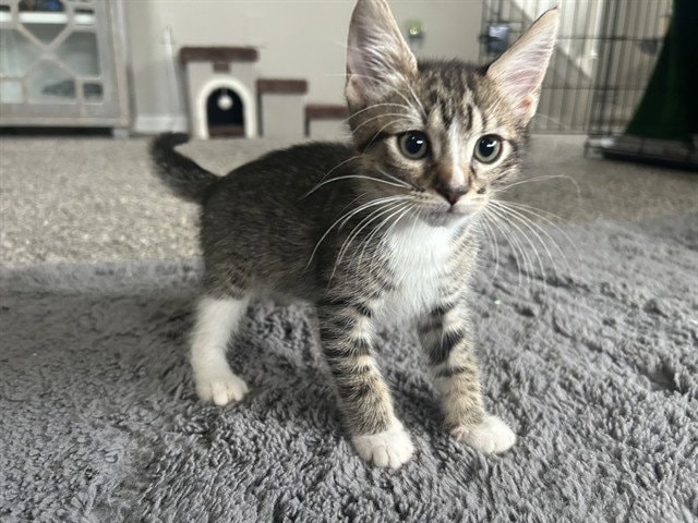 Salami