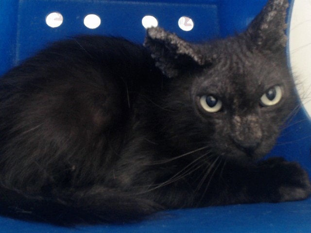 Blackie