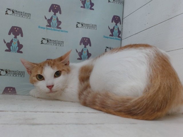Cloe