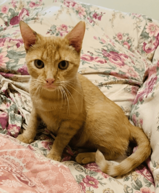 Millie Fcid  -  Millsboro Foster