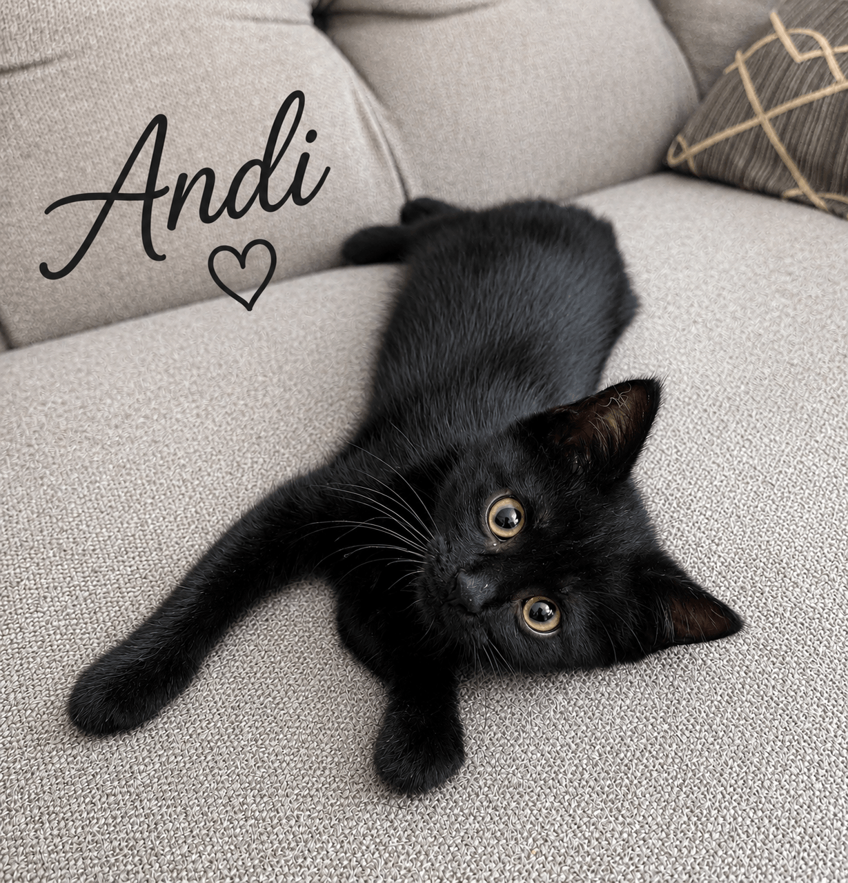Andi Willow Grove Area Fcid -