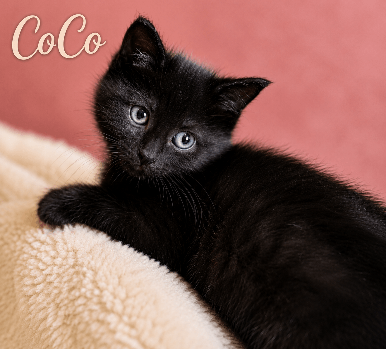 Coco Willow Grove Area Fcid -