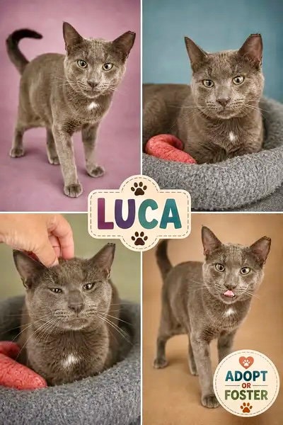 Luca Fcid  -  Trainer