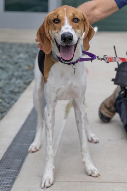 Roscoe